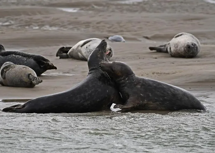 アパート Leperi5scope Berck